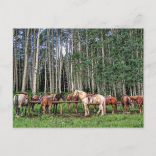 Ready To Ride Postcard