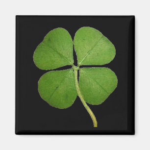 Real 4 Leaf Clover Shamrock Black Magnet
