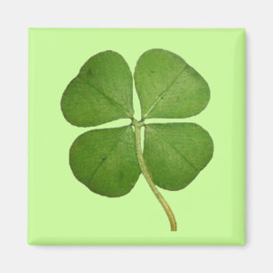 Real 4 Leaf Clover Shamrock Magnet