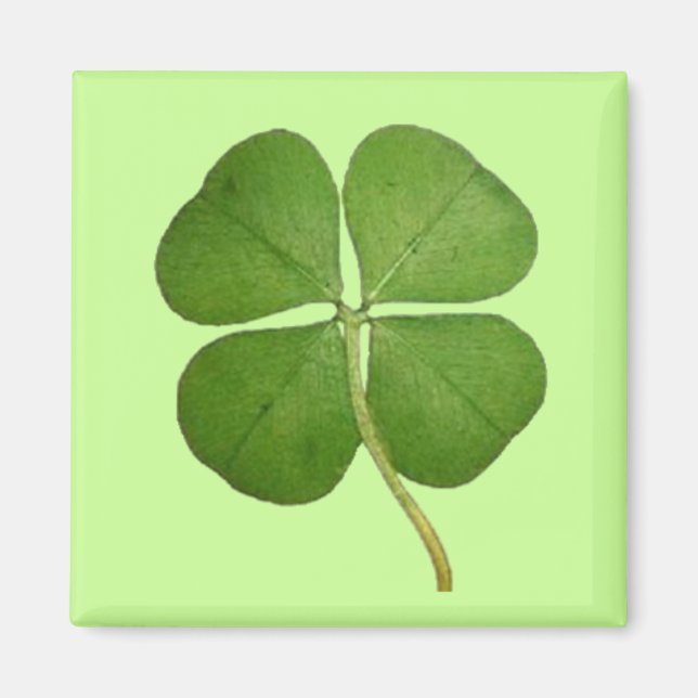 Real 4 Leaf Clover Shamrock Magnet (Front)