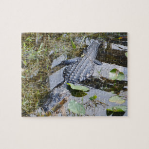 Real alligator puzzle for the younger set!