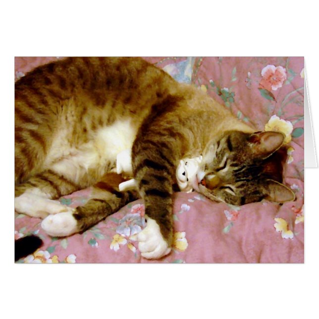 Real Cat, Fake Cat (Front Horizontal)