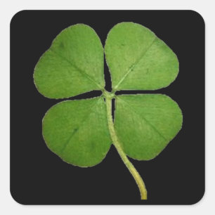 Real Four Leaf Clover Square Sticker