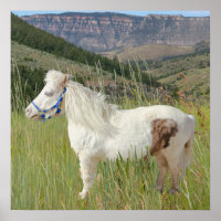 Real Miniature Horse in mountains wish