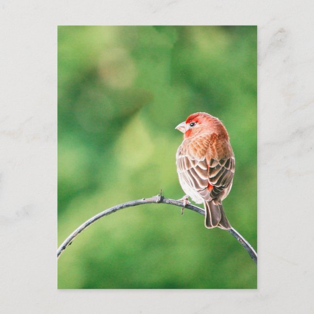 Real Photo House Finch Nature Bird Postcard (Front)