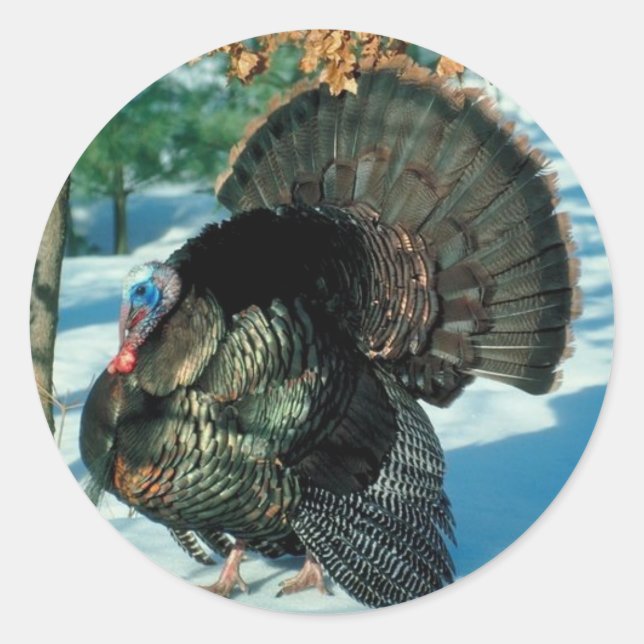 Real Turkey Photo Winter Snow Classic Round Sticker (Front)