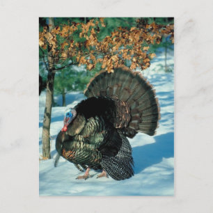 Real Turkey Snowy Forest Christmas Xmas Holidays Holiday Postcard