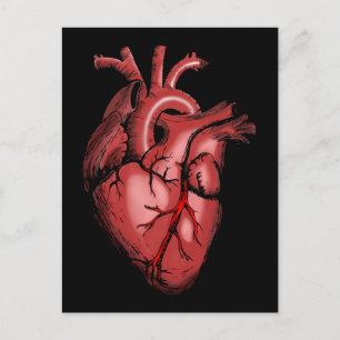 Realistic Anatomical Heart Image Postcard
