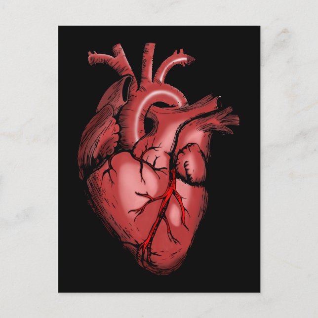 Realistic Anatomical Heart Image Postcard (Front)