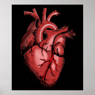 Realistic Anatomical Heart Image Poster