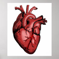 Realistic Anatomical Heart Image