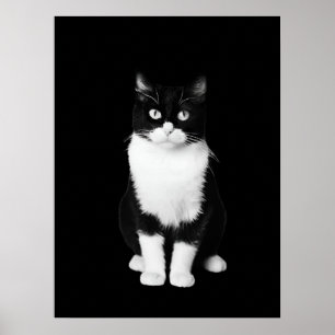 Realistic Black and White Cat Poster