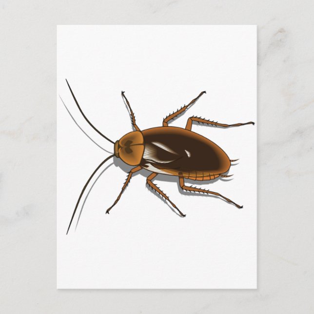 Realistic Brown Cockroach Insect Postcard (Front)