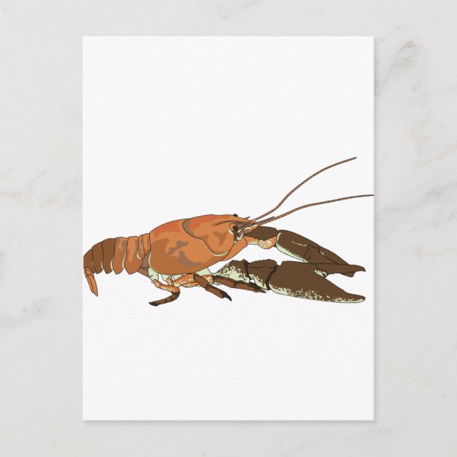 Realistic Crayfish/Crawdad Postcard (Front)