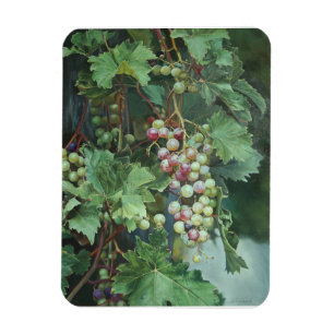 Realistic Grape Vine with Leaves – Fine Art Magnet