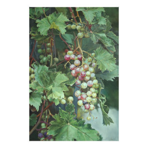 Realistic Grape Vine with Leaves – Fine Art Photo Print