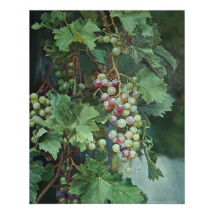 Realistic Grape Vine with Leaves – Fine Art Poster