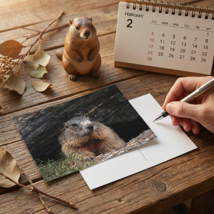 Realistic Nature Groundhog Peeking From Rocky Cave Postcard