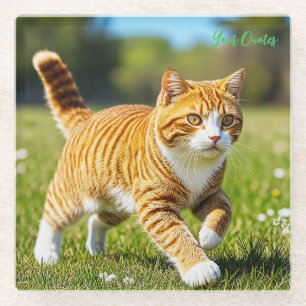 Realistic Orange Tabby Cat in Sunny Meadow Glass Coaster