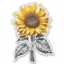 Realistic Sunflower illustration