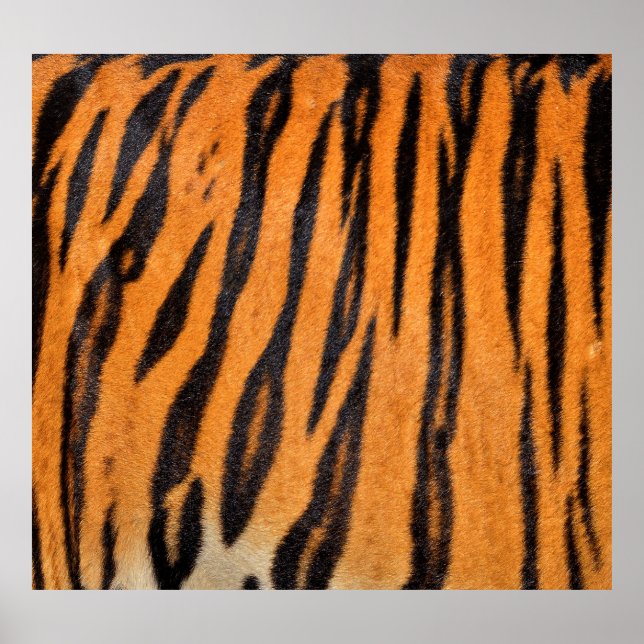 Realistic tiger skin texture. poster (Front)