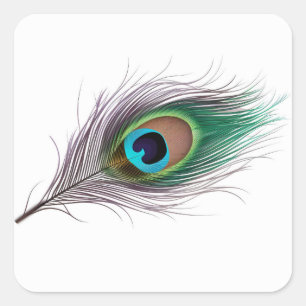 Realistic Vibrant Peacock Feather with a Bold Eye Square Sticker