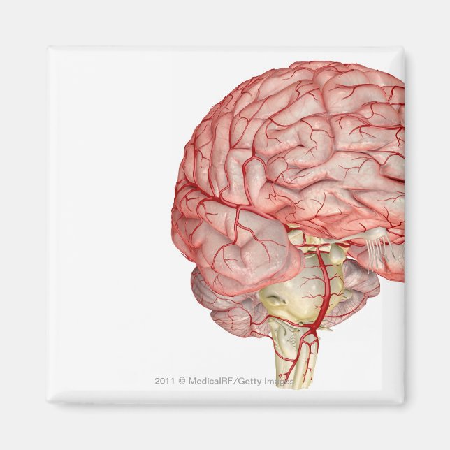Realitic rendering of the human brain magnet (Front)