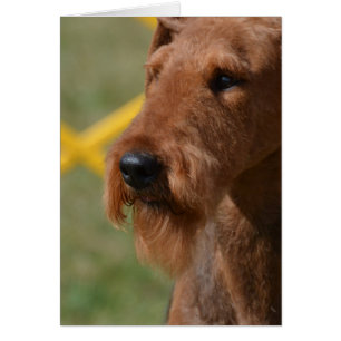 Really Cute Airedale Terrier