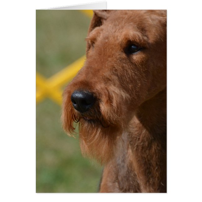 Really Cute Airedale Terrier (Front)