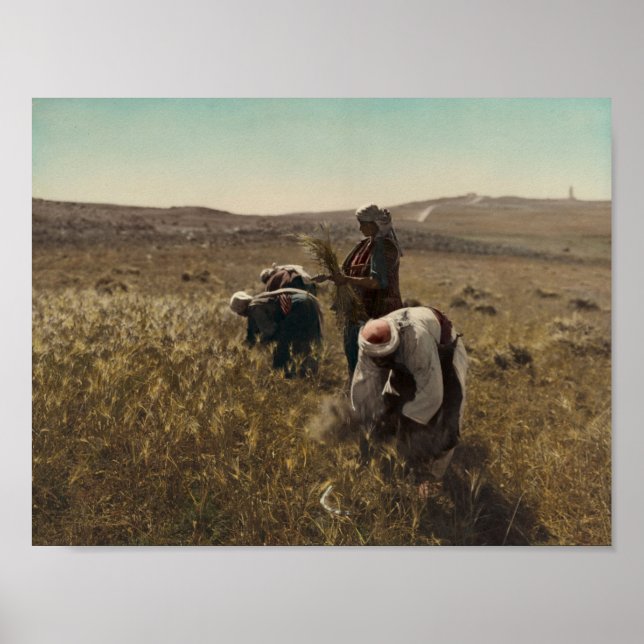 Reaping barley harvest in the fields of Bethlehem Poster (Front)