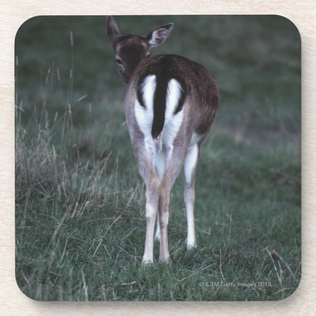 Rear view of a deer , New Zealand Coaster (Front)
