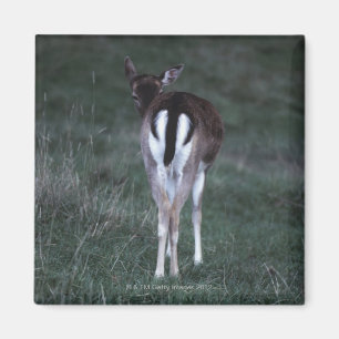 Rear view of a deer , New Zealand Magnet