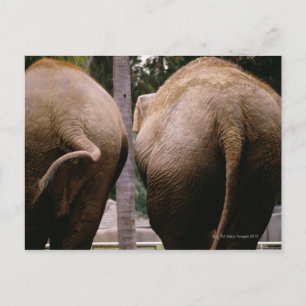 Rear view of Asian elephants Postcard