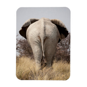 Rear view of elephant magnet