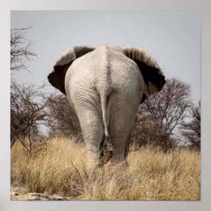 Rear view of elephant poster