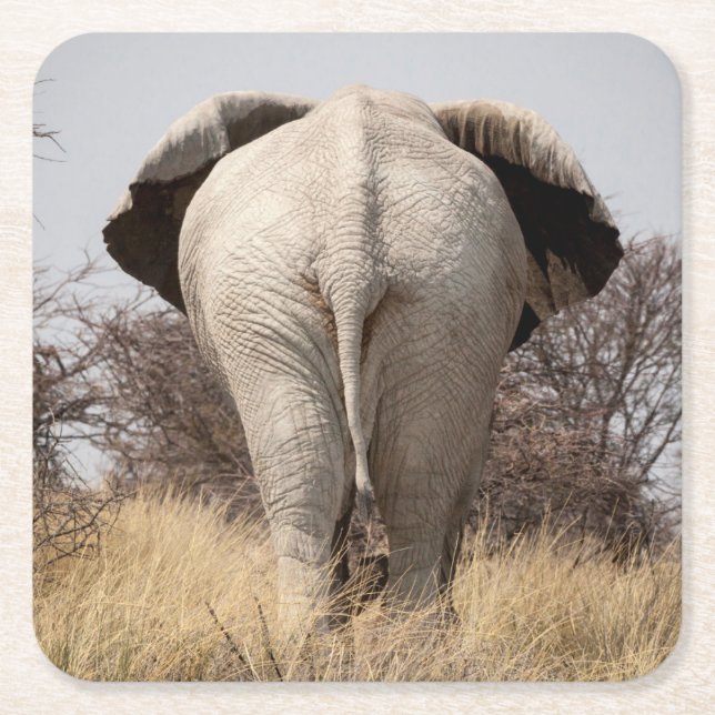 Rear view of elephant square paper coaster (Front)