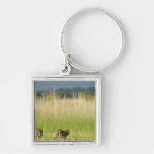 Rear view of Leopard (Panthera pardus) and cub Key Ring