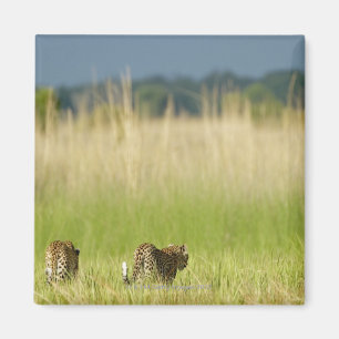 Rear view of Leopard (Panthera pardus) and cub Magnet