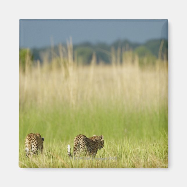 Rear view of Leopard (Panthera pardus) and cub Magnet (Front)