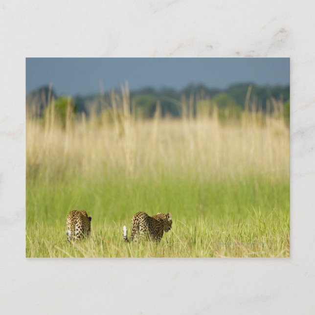 Rear view of Leopard (Panthera pardus) and cub Postcard (Front)