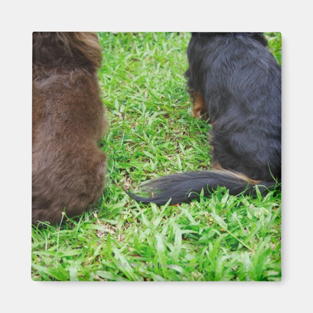 Rear view of two Dachshund dogs Magnet (Front)