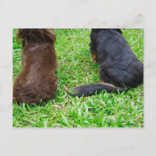 Rear view of two Dachshund dogs Postcard