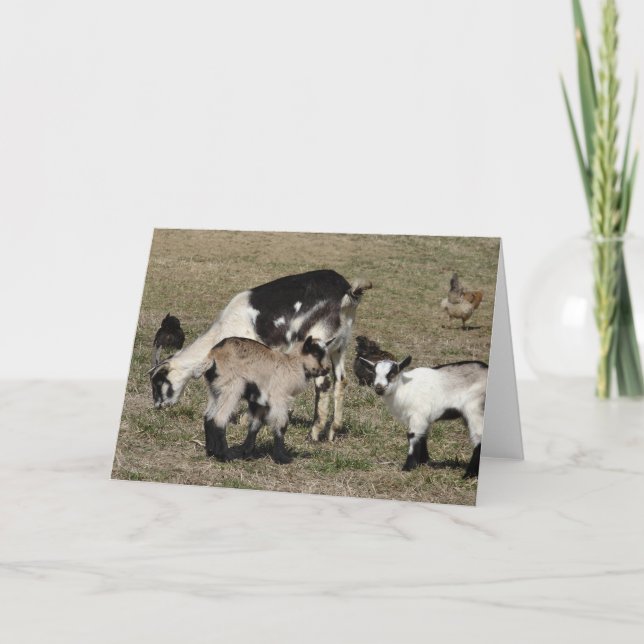 Reba, Patti, Shamrock, and Chickens All Occasions  Card (Front)