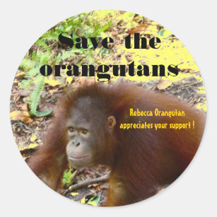 Rebecca Orangutan Wildlife Classic Round Sticker