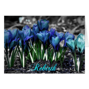 Rebirth of Aqua Blue Crocus Blooms