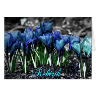 Rebirth of Aqua Blue Crocus Blooms