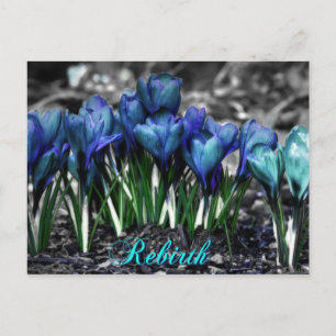 Rebirth of Aqua Blue Crocus Blooms Postcard