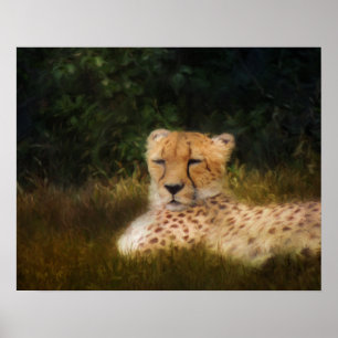 Reclining Cheetah at Fossil Rim Poster