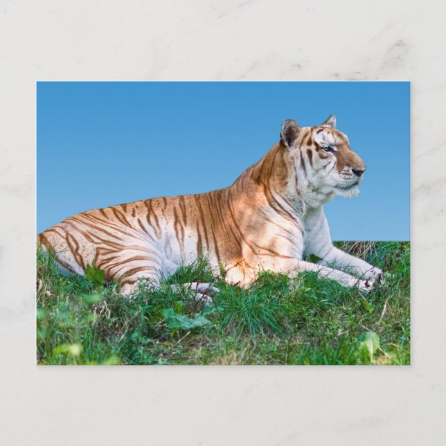 Reclining Tiger Postcard (Front)