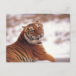 Reclining Tiger Postcard